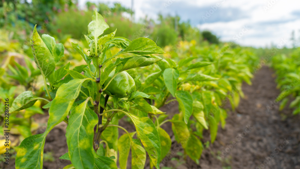 young paprika grows on the ground young paprika grows on the ground