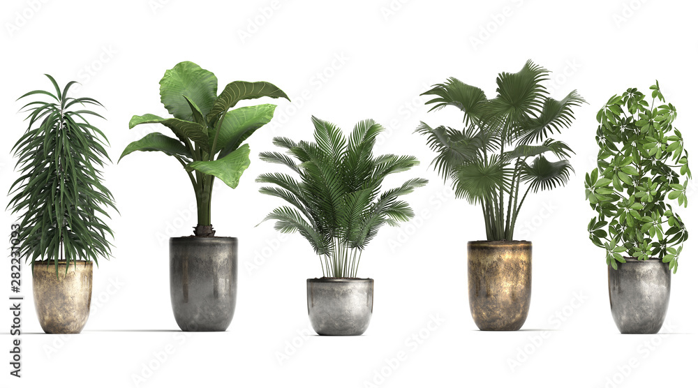collection of ornamental plants in pots