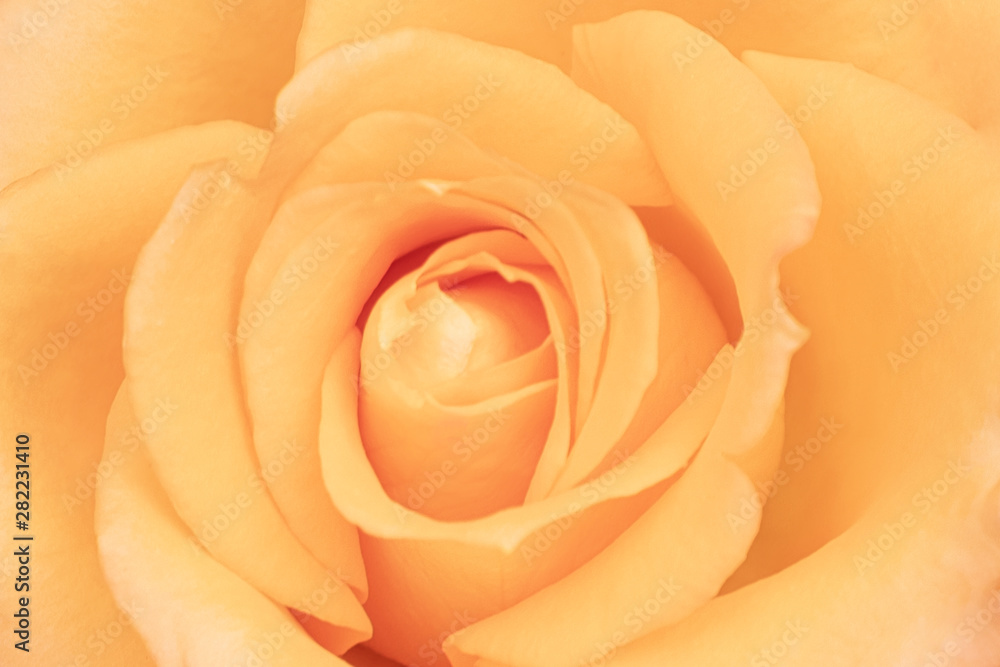 Blurred for background.Beautiful Orange rose Flower petals, abstract romance background. Blurred for background.Beautiful Orange rose Flower petals, abstract romance background.