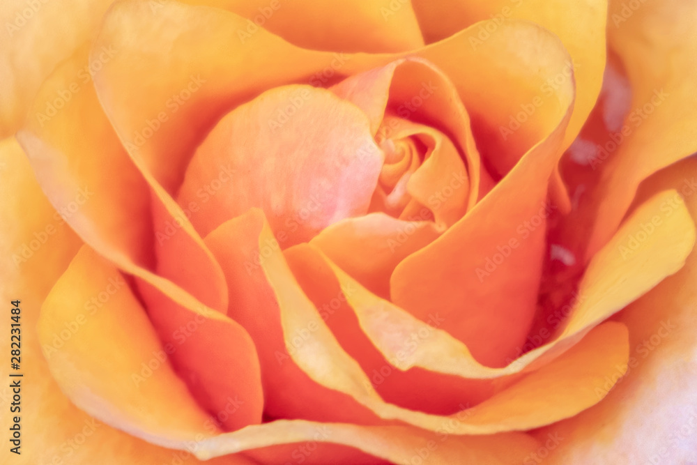 Blurred for background.Beautiful Orange rose Flower petals, abstract romance background. Blurred for background.Beautiful Orange rose Flower petals, abstract romance background.