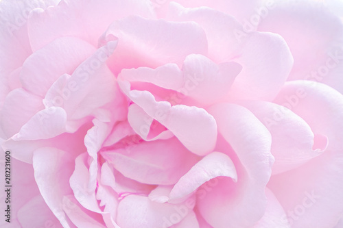 Blurred for background.Beautiful Pink rose Flower petals, abstract romance background.