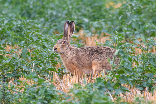 Hare  Lepus europaeus in the field