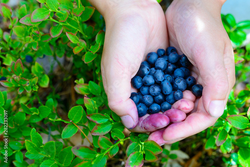 Fototapeta Naklejka Na Ścianę i Meble -  forest berries on the hands of a young girl against the background of berry bushes