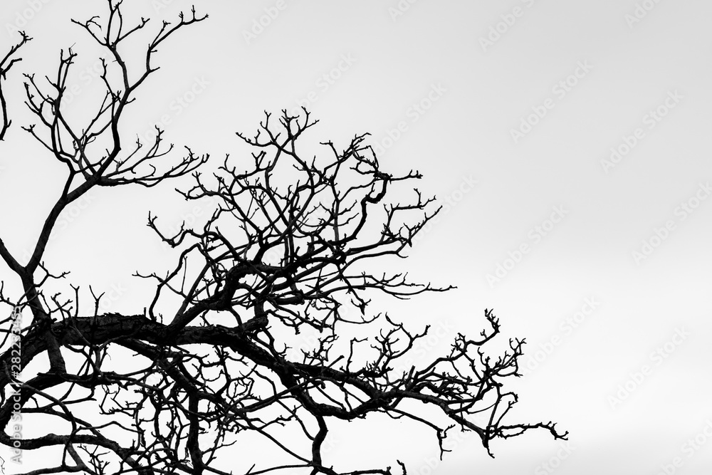 Silhouette dead tree and branch isolated on white background. Background for death, hopeless, despair,sad, and lament concept. Halloween night. Dramatic horror night on Halloween day.  Grief abstract.