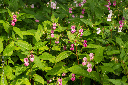 Himalayan Balsam is an invasive plant that is taking over many banks of rivers, streams, ponds and lakes to the detriment of native species