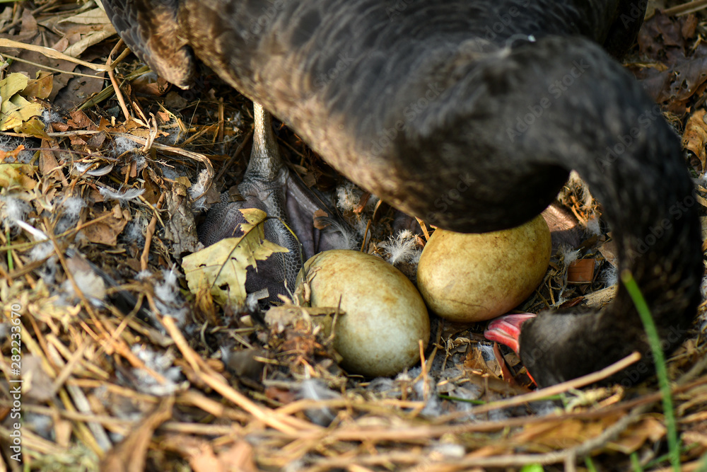 Wild black swan nest with eggs