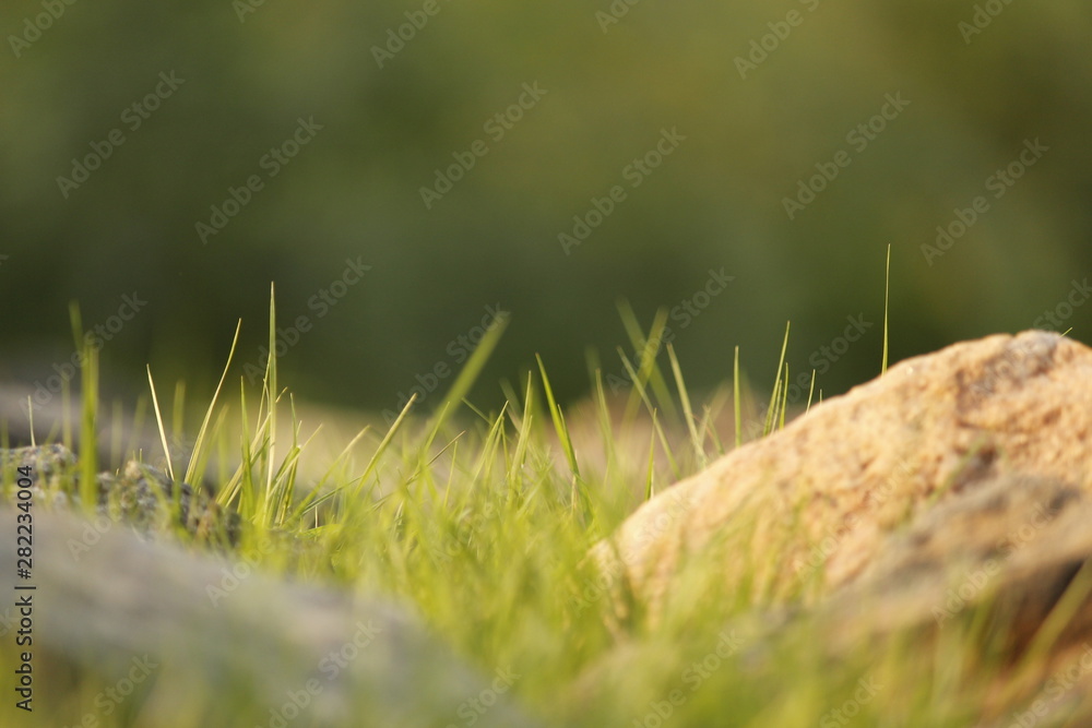 a nature wallpaper of grass full hd 4K a nature wallpaper of grass full hd 4K