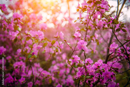 Blooming rhododendron in the spring in the Altai mountains, close-up. Beautiful lilac-pink flowers in the sunlight. Wallpapers, flower backgrounds. © exebiche