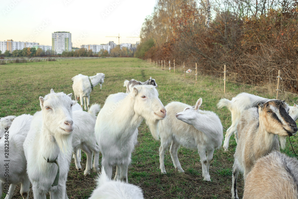 Obraz premium Herd of goats grazes on green meadow
