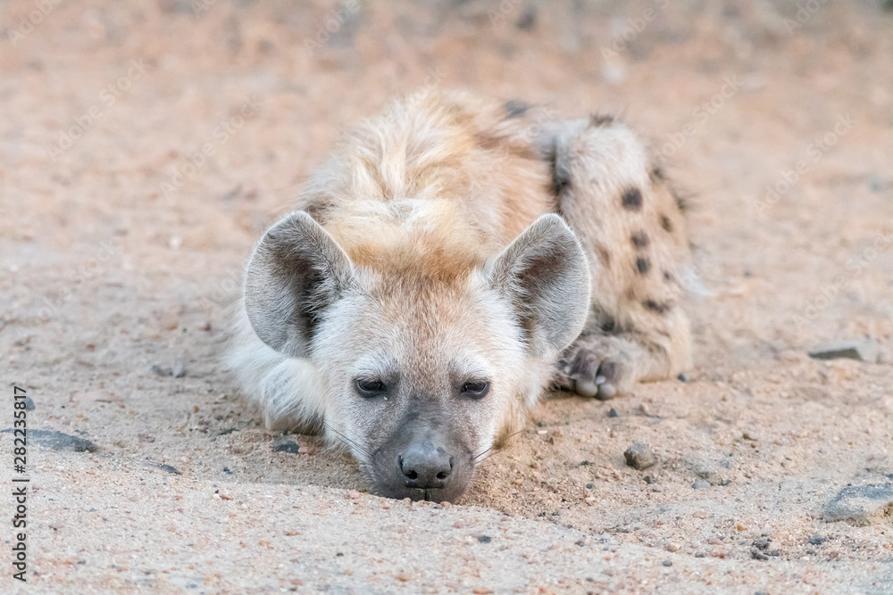 Spotted hyaena cub, Crocuta crocuta, lying Spotted hyaena cub, Crocuta crocuta, lying