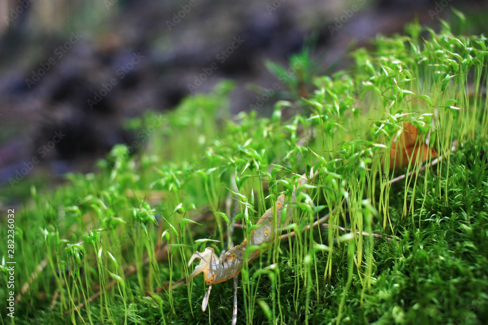 Obraz premium Green sprouts of moss in the forest