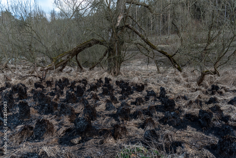Fototapeta premium burnt grass and charred bushes after fire in summer forest