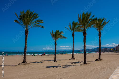 Palm trees on a beach in Cullera, Spain © Lari
