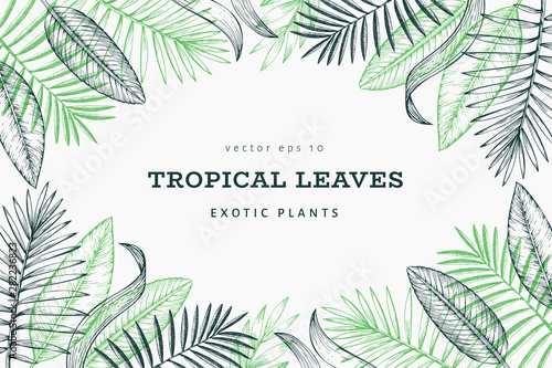 Tropical plants banner design. Hand drawn tropical summer exotic leaves illustration. Jungle leaves, palm leaves engraved style. Vintage background design