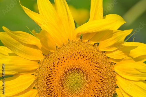 Summer  Sunflower   Oil   Seeds   Vegetal fat   Flowers ....