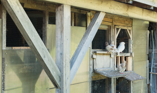 different species of homing pigeons in and around their dovecote