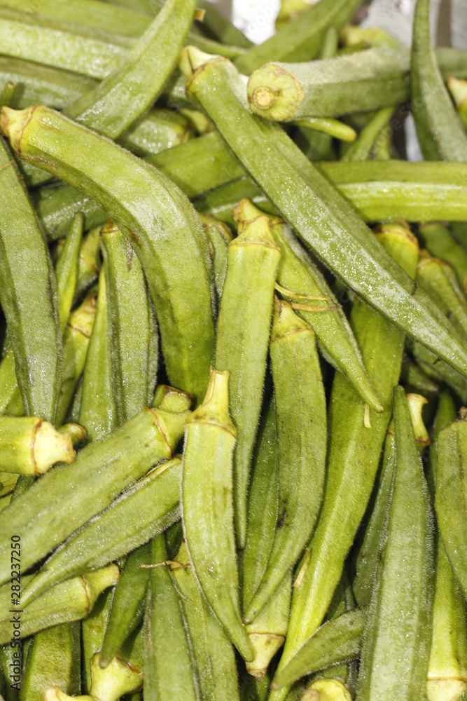 Fototapeta premium ladyfinger in INDIA is a vegetable is hybrid 