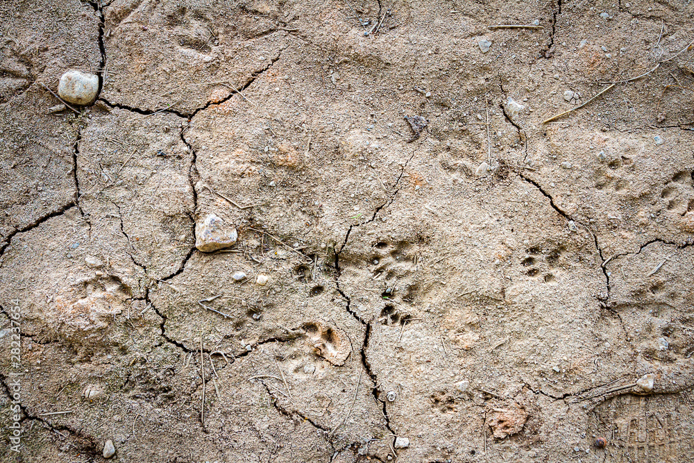 Dry cracked ground texture background Dry cracked ground texture background