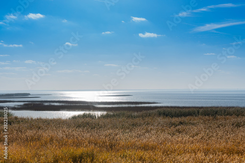 Fototapeta Naklejka Na Ścianę i Meble -  Reeds on the shore of the Zalew Szczeciński.