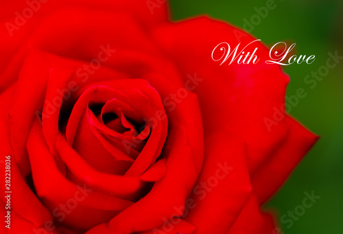 close up of a red rose flower with text with love