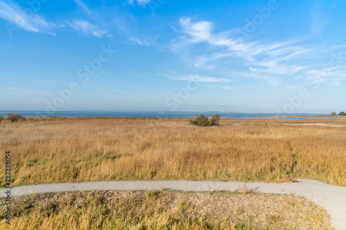 Reeds on the shore of the Zalew Szczeciński.