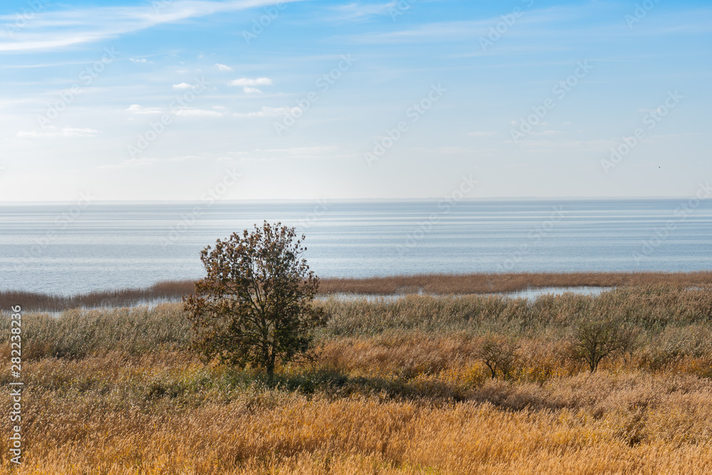 Reeds on the shore of the Zalew Szczeciński.