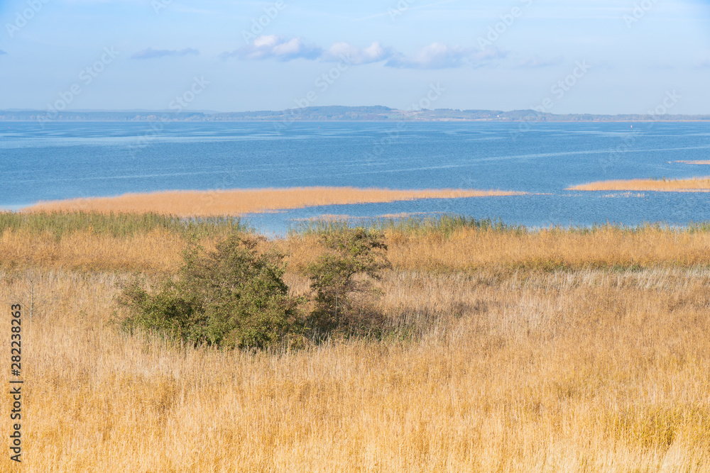 Reeds on the shore of the Zalew Szczeciński.