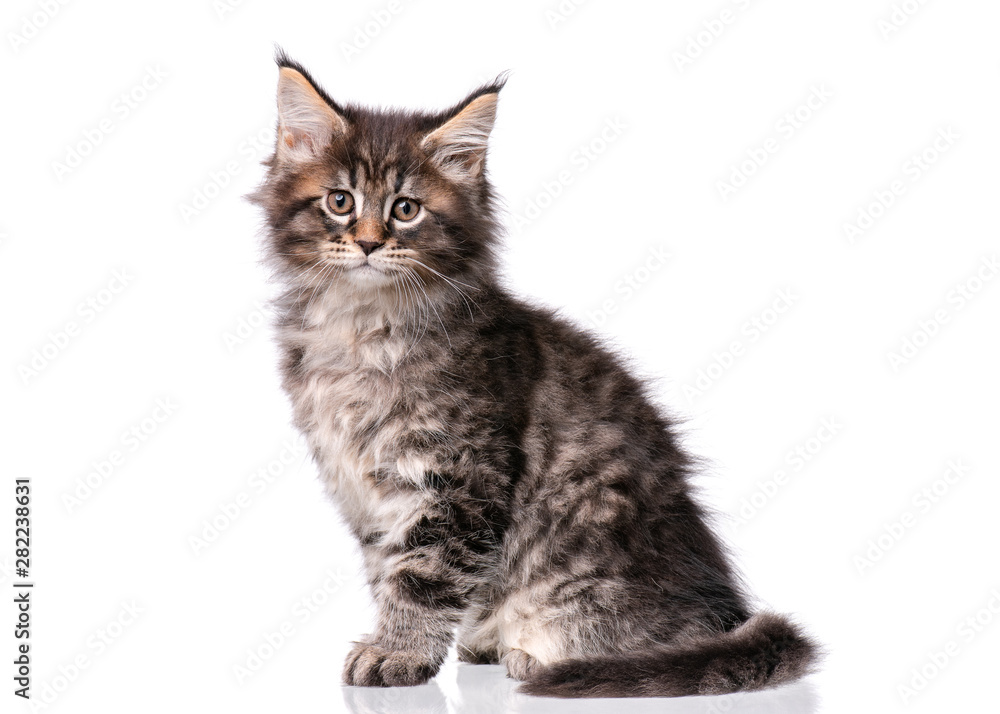 Maine Coon kitten 2 months old. Cat isolated on white background. Portrait of beautiful domestic black tabby kitty.