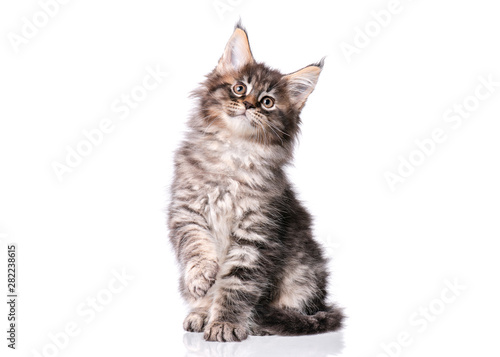 Maine Coon kitten 2 months old. Cat isolated on white background. Portrait of beautiful domestic black tabby kitty.