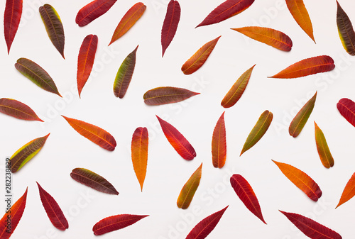 Colored autumn fallen willow leaves background on white