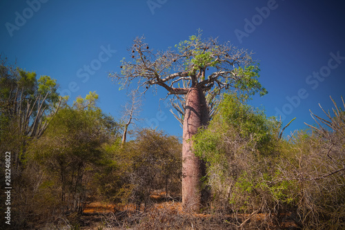 Landscape with Adansonia rubrostipa aka fony baobab tree in Reniala reserve , Toliara, Madagascar photo