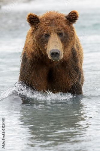 Grizzly Bear (Ursus arctos horribilis) fishing for salmon in river, Katmai national park, USA. © andreanita