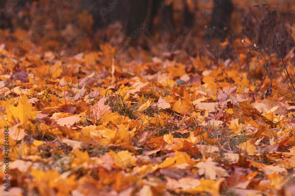 Autumn fallen leaves on the ground in the forest. Seasonal picturesque background. Toned Autumn fallen leaves on the ground in the forest. Seasonal picturesque background. Toned