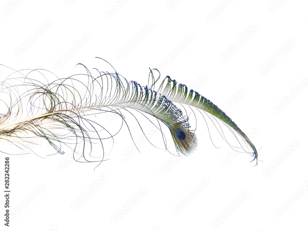 Obraz premium peacock feather isolated on white background