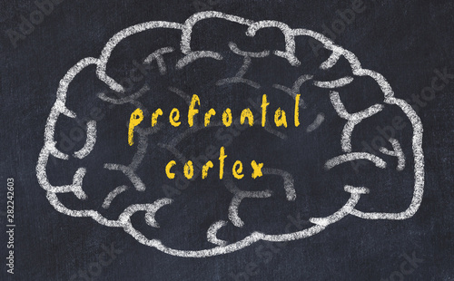 Drawind of human brain on chalkboard with inscription prefrontal cortex