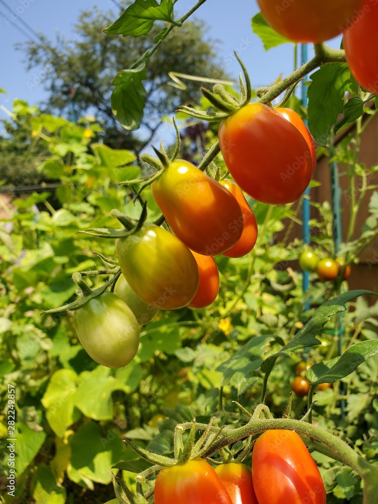 Fresh tomatoes plants. Organic tomatoes in garden