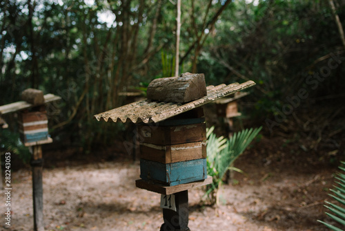 Caixa para abelhas Jataí para produção de mel orgânico na Floresta Amazônica photo