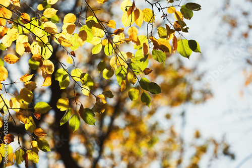 Fall backdrop. Branches of trees with autumn leaves