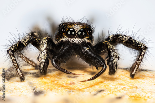 close-up macro shot of Jumping Spider, Zebra Back Spider, Spider, Salticus scenicus, Salticidae - MALE