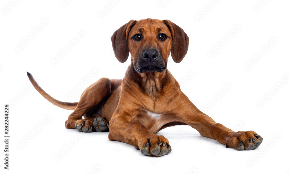Pretty Rhodesian Ridgeback pup laying down side ways. Looking at lens with brown eyes. Isolated on white background. Head proudly up.