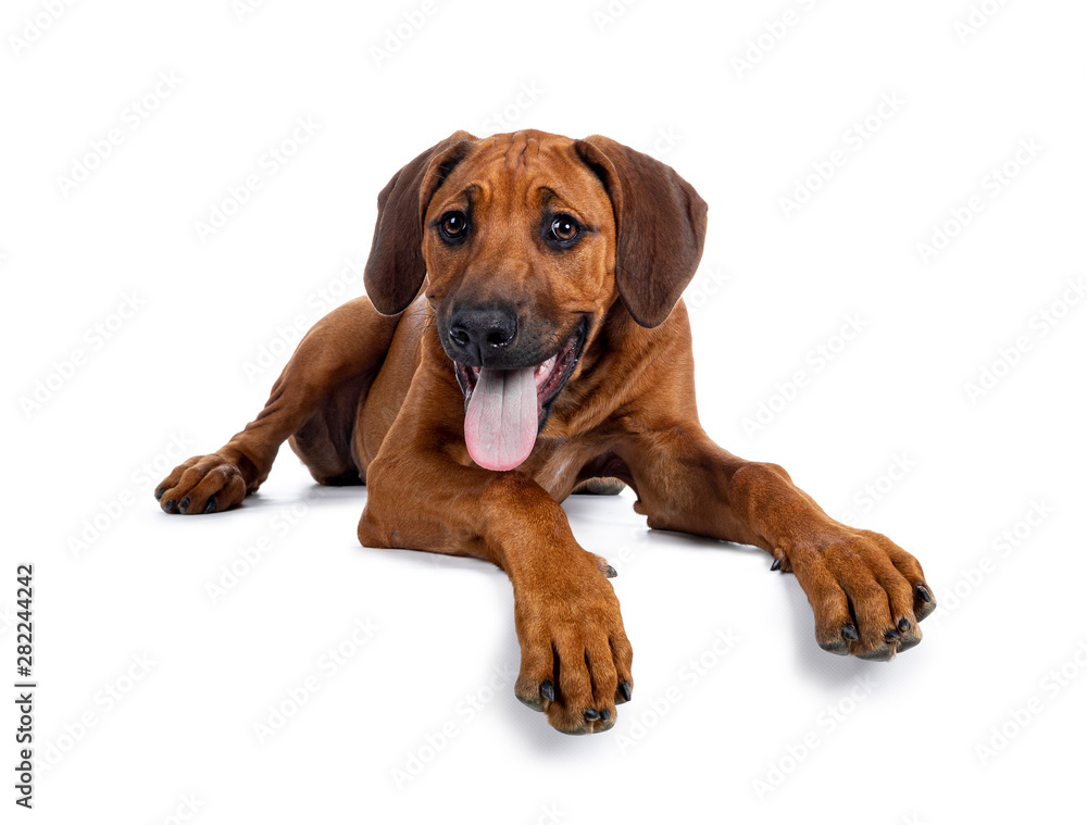 Pretty Rhodesian Ridgeback pup laying down side ways. Looking at lens with brown eyes. Isolated on white background. Mouth open and tongue out. Paws over edge.