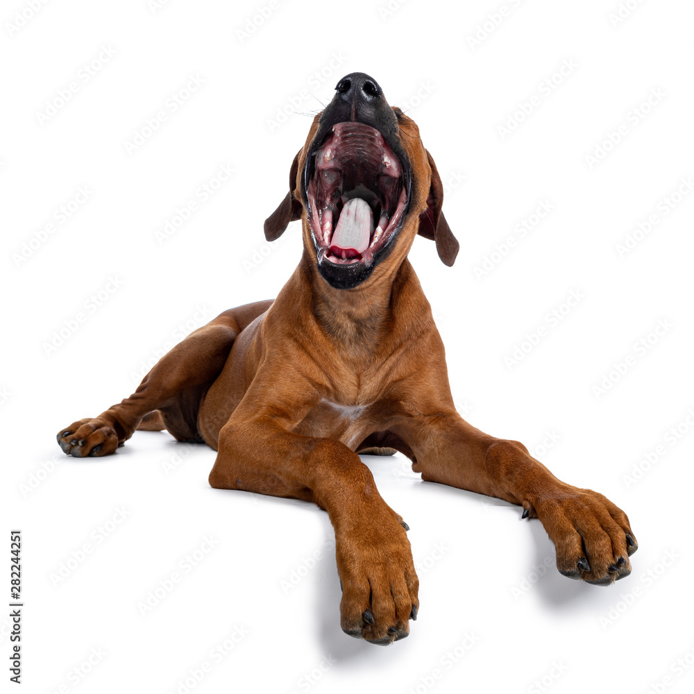 Pretty Rhodesian Ridgeback pup laying down. Yawning with mouth fully open showing tongue and teeth. Isolated on white background. Paws over edge.