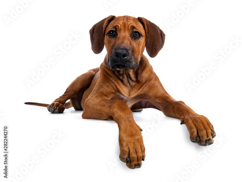 Pretty Rhodesian Ridgeback pup laying down. Looking at lens with brown eyes. Isolated on white background.  Paws over edge.