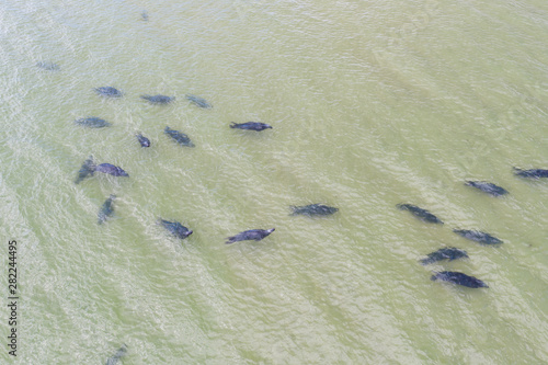 Gray seals, Halichoerus grypus, rest in shallow water near a beach on Cape Cod, Massachusetts. This area of New England is home to many marine mammals and their greatest predator, Great White sharks.. photo