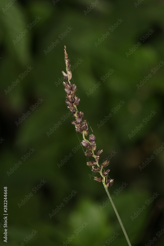 Natural wallpaper green leaf part of plant in rajasthan INDIA . 