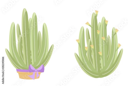 Two isolated cactus on white background. Cute succulent in a pot and on pebbles. Vector illustration. Cereus. Print cactus collection.