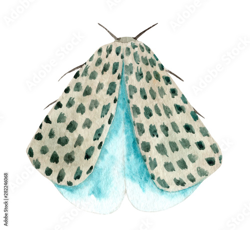 Watercolor night moth isolated on white background. Moths vintage illustration. Night butterfly.