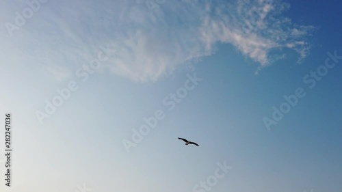 Yalova, Turkey - July 2019: Seagull flying in a blue sky starting blurry going sharp