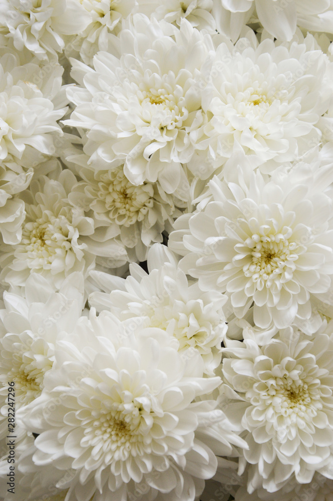 white chrysanthemum. bouquet of white flowers. background for postcards. white chrysanthemum. bouquet of white flowers. background for postcards.