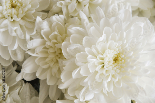 white chrysanthemum. bouquet of white flowers. background for postcards.